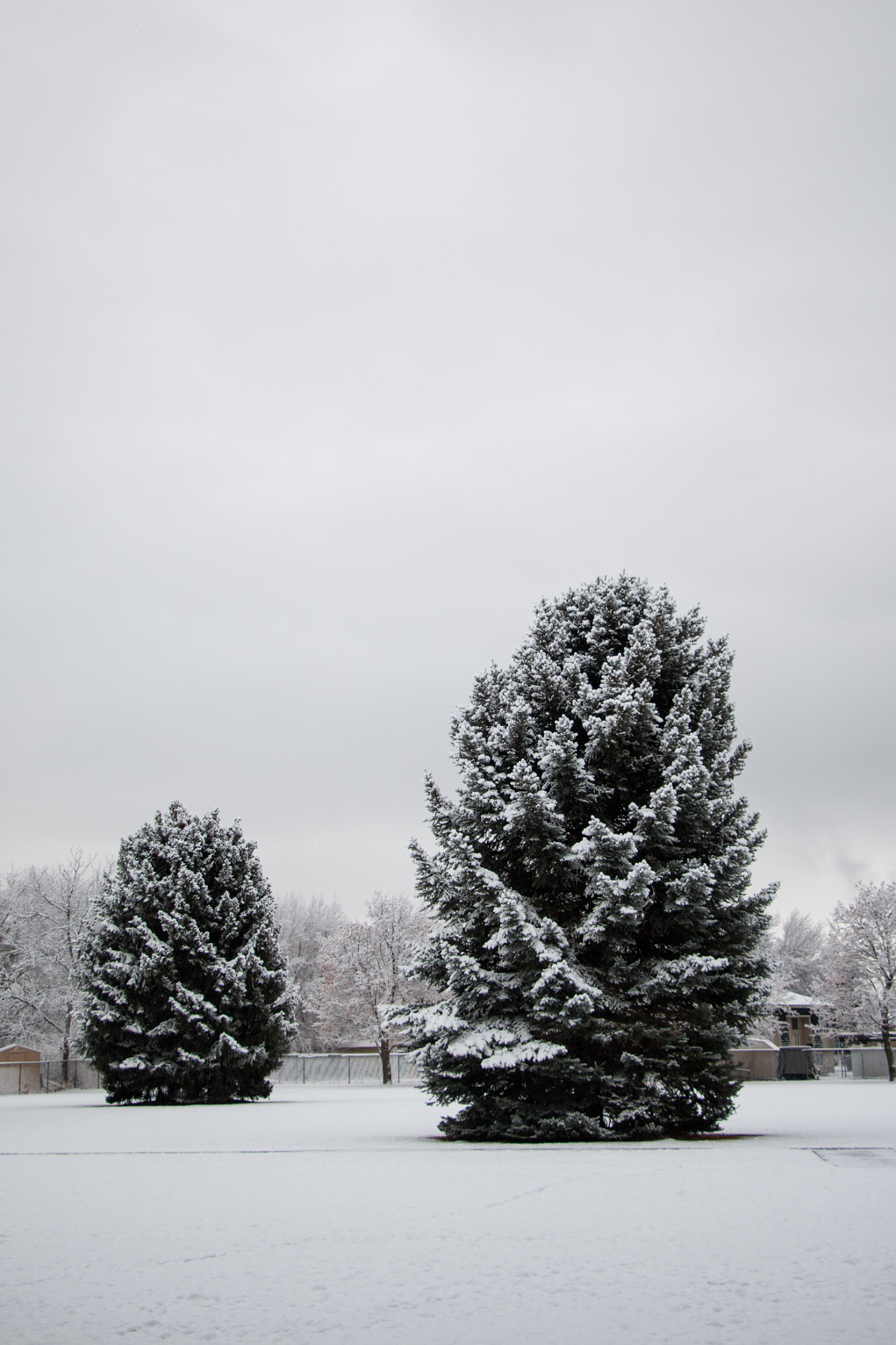 Two blue spruce accentuated with snow against a white sky and snowy ground